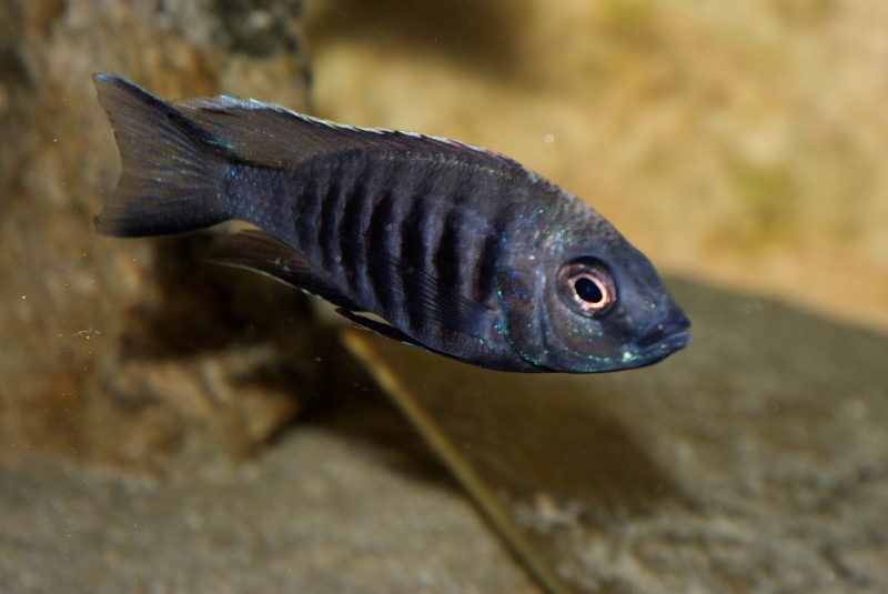 Copadichromis sp. 'kawanga no-spot' Undu Reef